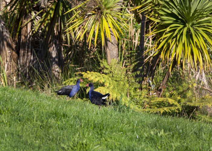  at 9 Waipatukahu Lane, Raglan, Waikato, Waikato