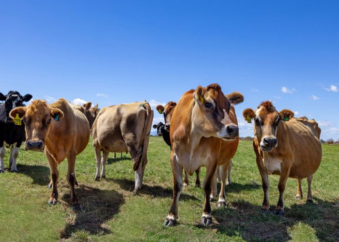  at 331 Kneebone Road, Hamilton North, Hamilton, Waikato