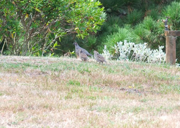  at 35 Wylie Road, Foxton Beach, Horowhenua, Manawatu / Whanganui