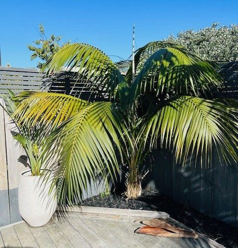  at 7/11 Maheke Street, Saint Heliers, Auckland City, Auckland