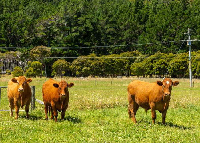  at 0 Clova Bay Road, Marlborough Sounds, Marlborough, Marlborough