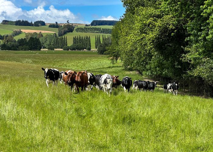  at Lumsden Dipton Highway, Dipton, Southland, Southland