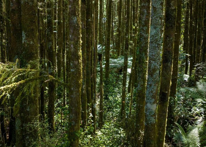  at 484 Mangapapa Road, Stratford, Stratford, Taranaki