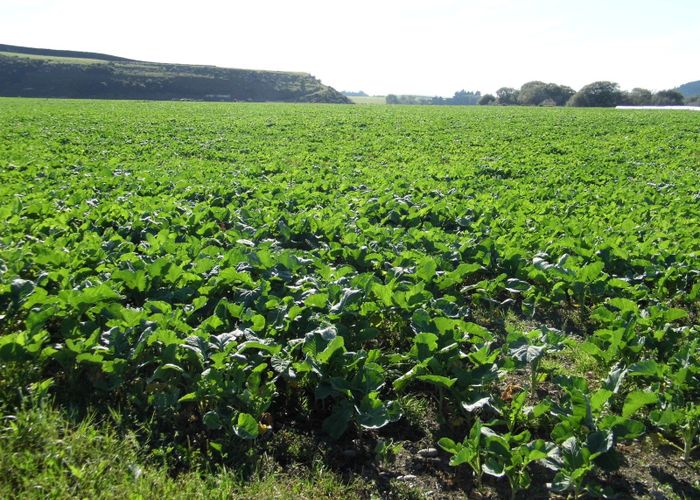  at Alma-Maheno Road, Maheno, Waitaki, Otago