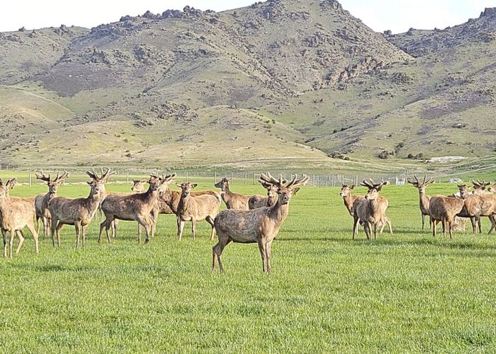  at 580 Crawford Hills Road, Alexandra, Central Otago, Otago