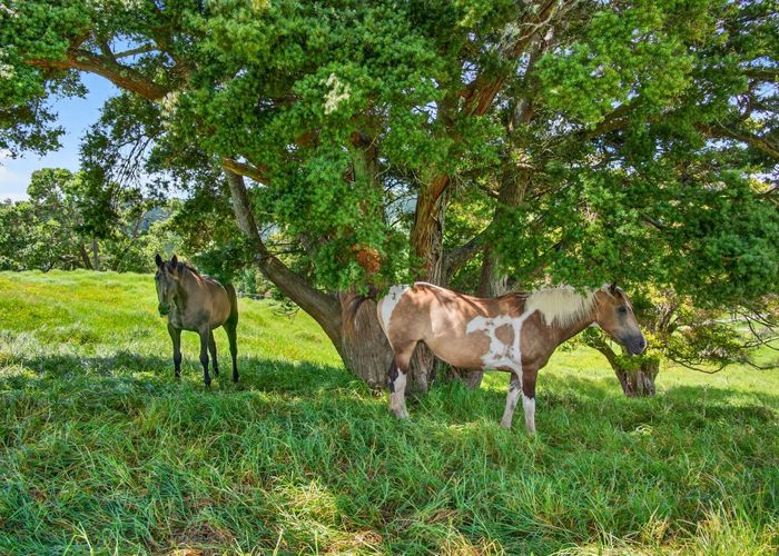  at 421 Wharehine Road, Wellsford, Rodney, Auckland