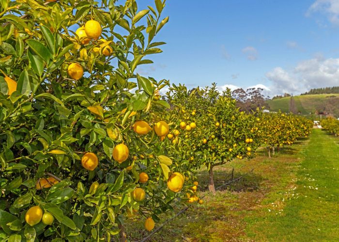  at 32 Patutahi Road, Patutahi, Gisborne, Gisborne