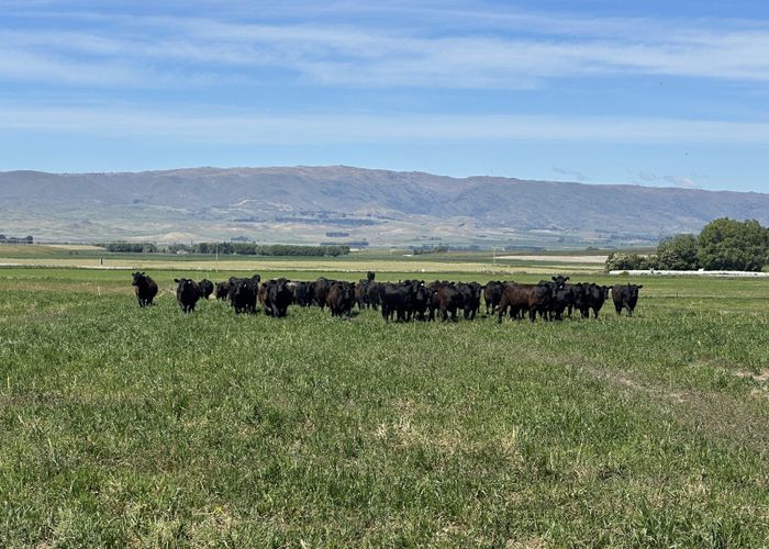  at 513 Bypass Road, Ranfurly, Central Otago, Otago