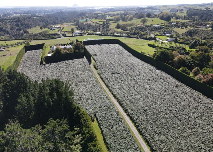  at 85A Castles Road, Oropi, Western Bay Of Plenty, Bay Of Plenty