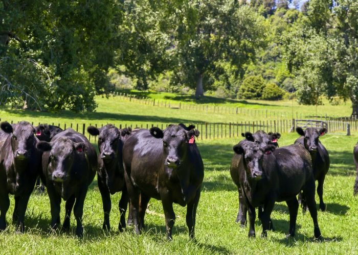  at 1173 Whanganui River Rd (State Highway 43), Taumarunui, Ruapehu, Manawatu / Whanganui