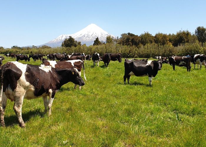  at 452 Surrey Road, Tariki, New Plymouth, Taranaki
