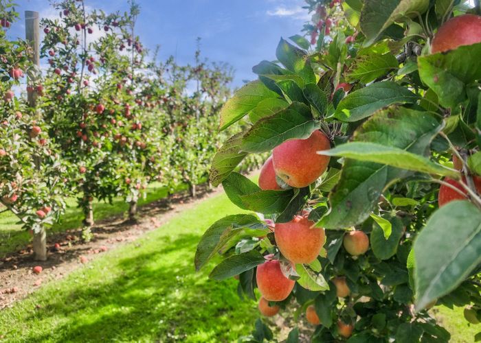  at 259 Brookfields Road, Meeanee, Napier, Hawke's Bay