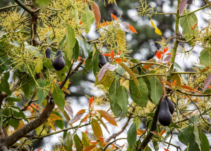  at 49 Esmeralda Avenue, Avondale, Auckland City, Auckland