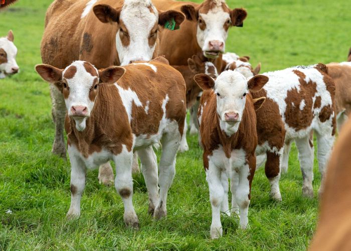  at 108 South Manakau Road, Manakau, Horowhenua, Manawatu / Whanganui