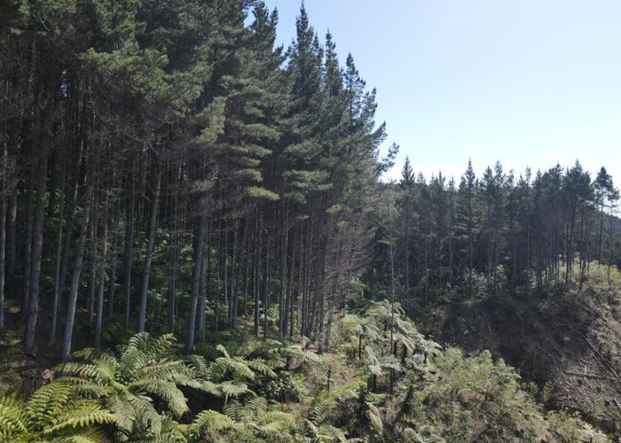  at 353 Pretoria Road, Shannon, Horowhenua, Manawatu / Whanganui