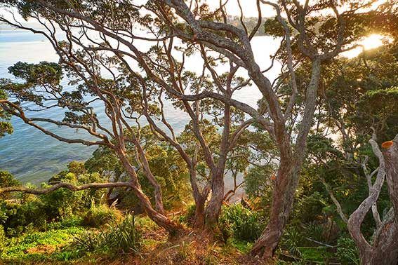  at 74 Queen Street, Northcote Point, Auckland