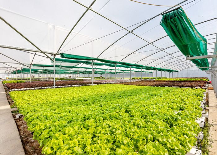  at 31 Hammerichs Road, Rapaura, Marlborough, Marlborough