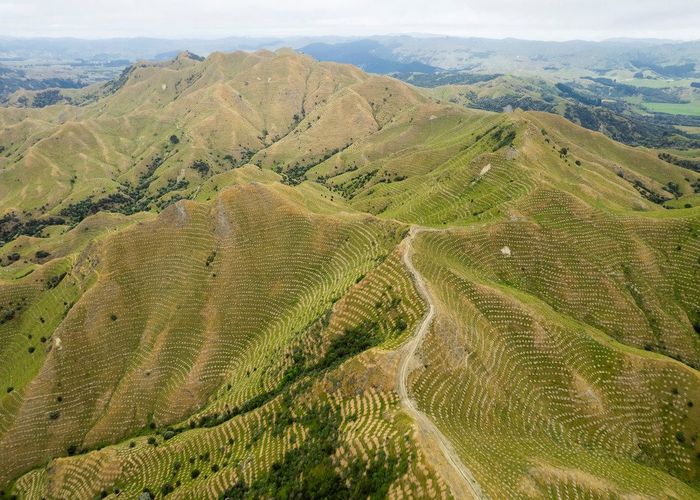  at Ngakonui Forest, Martinborough, South Wairarapa, Wellington