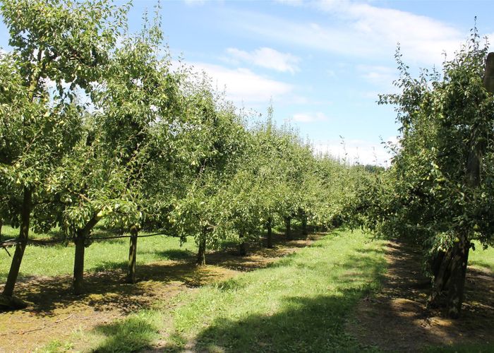 For sale 0 Hoggs Road, Manakau, Levin, Horowhenua, Manawatu