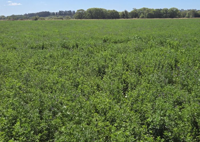  at Alma-Maheno Road, Maheno, Waitaki, Otago