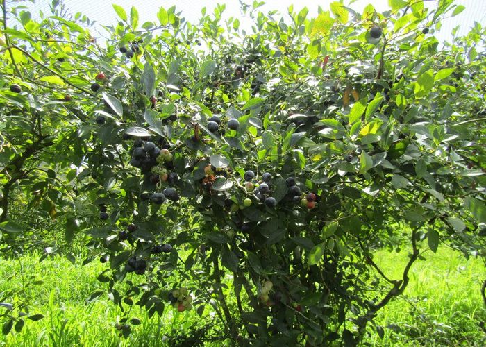  at 549A Seddon Road, Gordonton