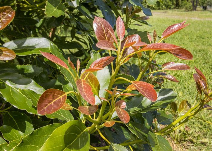  at 11/Lot 11 Timon Drive, Katikati, Western Bay Of Plenty, Bay Of Plenty