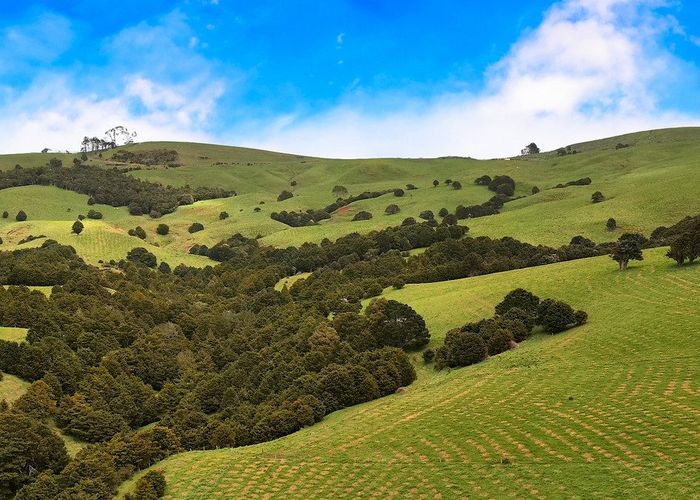  at Aranga Forest, Dargaville, Kaipara, Northland