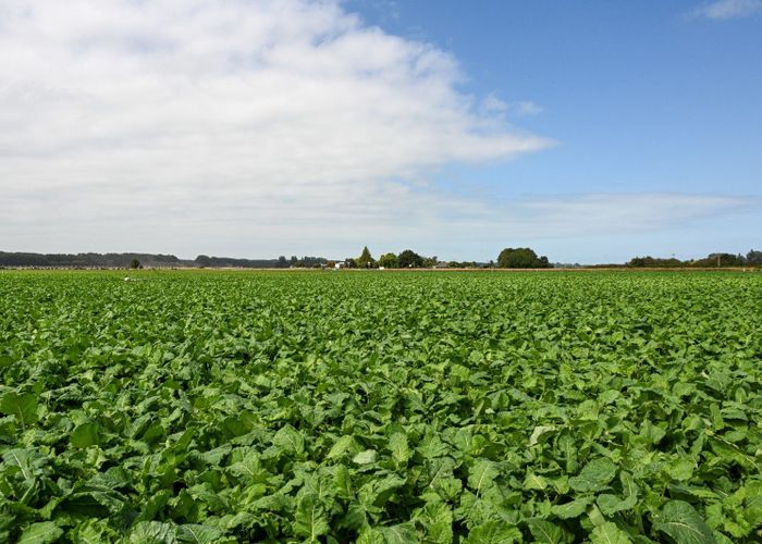  at 77 Arowhenua Station Road, Timaru, Timaru, Canterbury