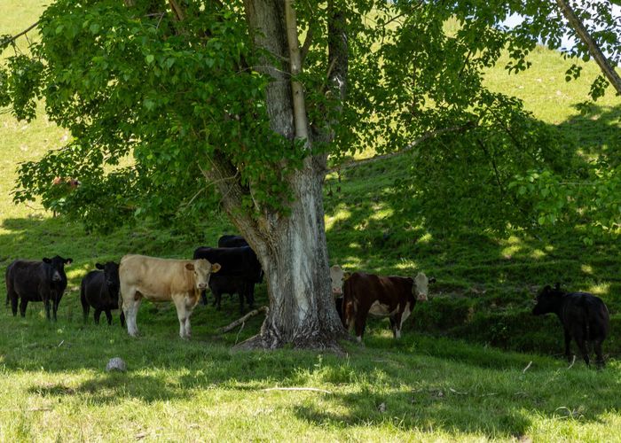  at 281 Tadmor Valley Road, Tapawera, Tasman, Nelson / Tasman