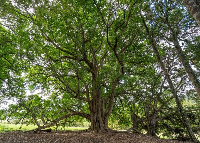  at 229 Hupara Road, Pakaraka, Far North, Northland