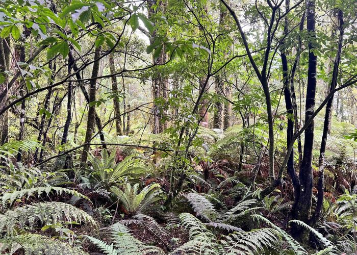  at 1297 Haupiri Road, Haupiri, Moana