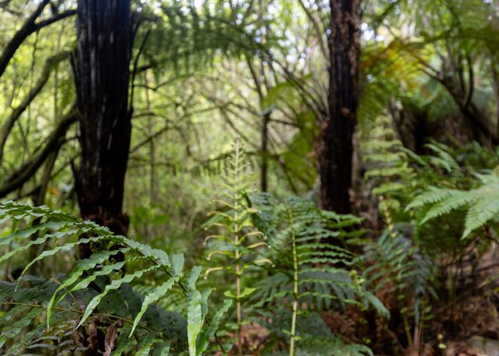  at 1292 Aorere Valley Road, Bainham