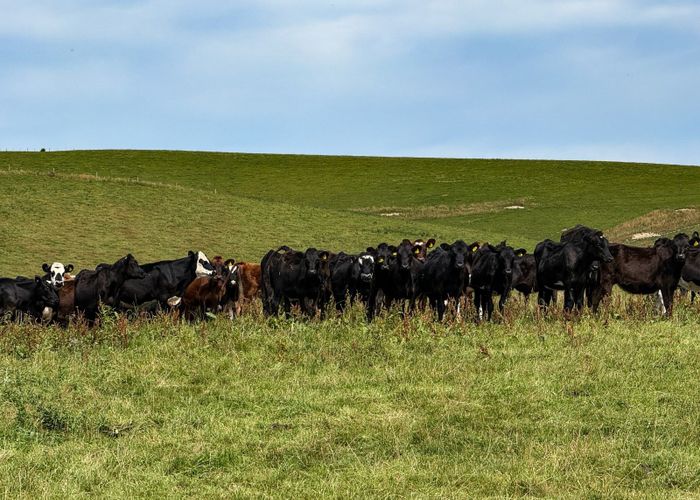  at 175 Stirling Road, Waikaia, Southland, Southland