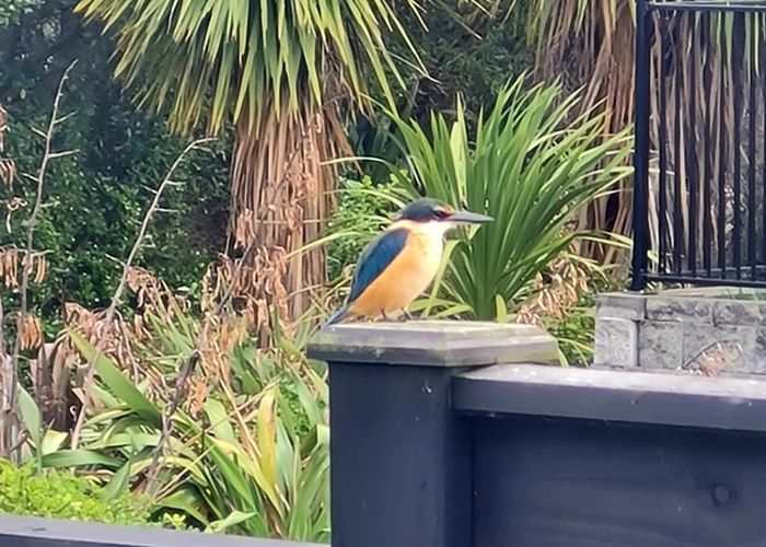  at 82 Hayfield Way, Karaka, Franklin, Auckland