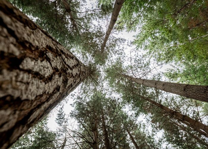  at Benmore II Forest, Winton, Southland, Southland