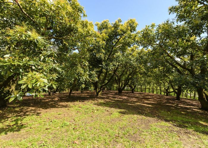  at 40 Ainsworth Road, Tauranga