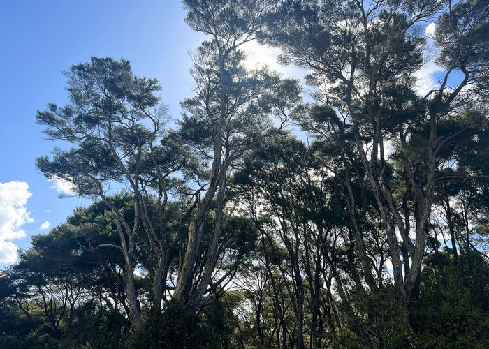  at 11 Ti Tree Lane, Stanmore Bay, Rodney, Auckland