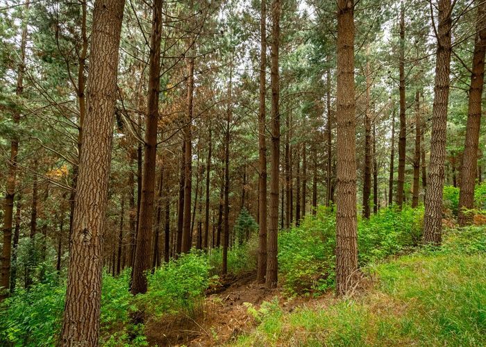  at Benmore II Forest, Winton, Southland, Southland