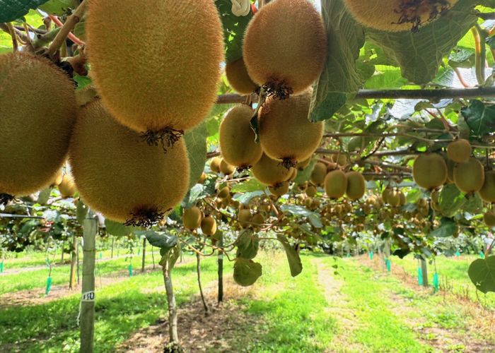 at 155 Mystery Valley Road, Paengaroa, Western Bay Of Plenty, Bay Of Plenty