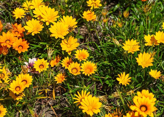  at 1 & 2/75 Domain Road, Whakatane, Whakatane, Bay Of Plenty