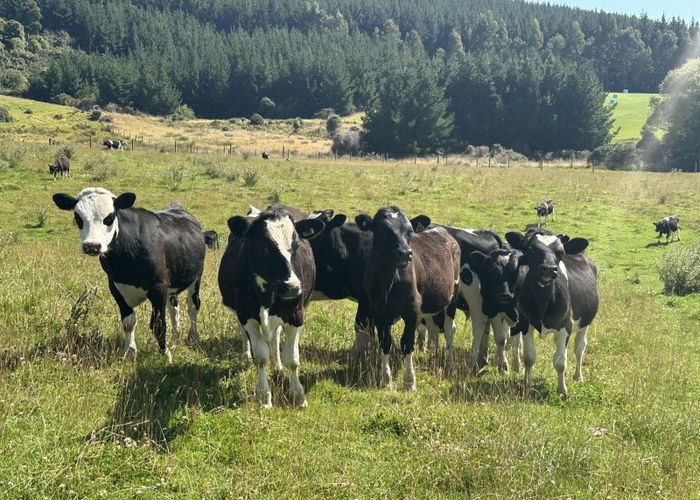  at 75 Domain Road, Hedgehope, Southland, Southland