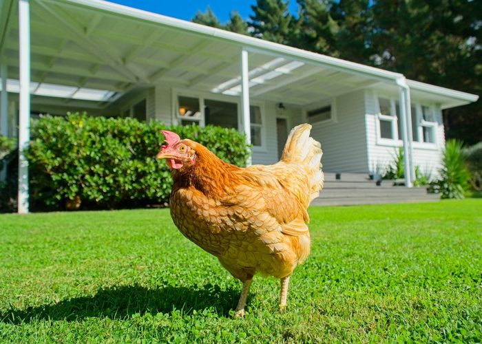  at 1215 Wharekopae Road, Gisborne