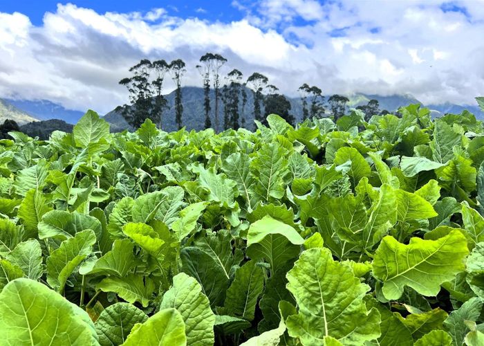  at 285 Bell Hill Road, Rotomanu, Greymouth, Grey, West Coast