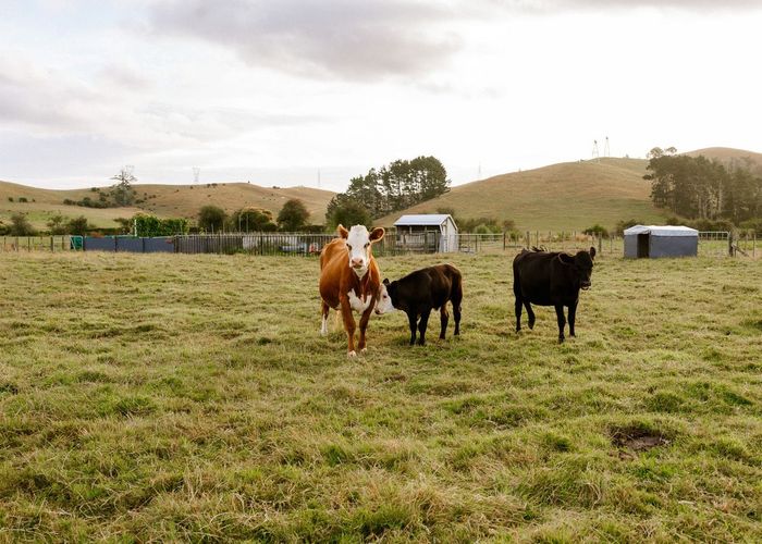  at 42 Carter Road, Waerenga, Waikato, Waikato