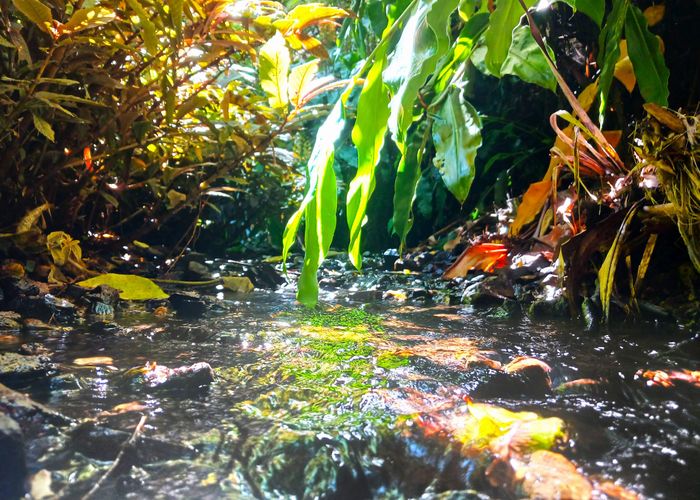  at 0 Te Karoa Rd, Peria, Kaitaia