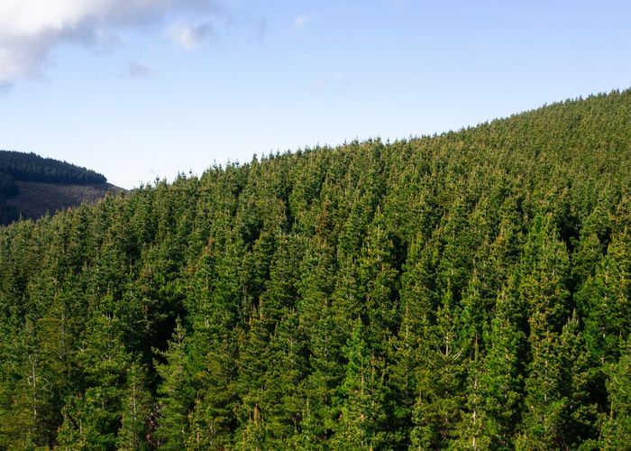  at Cranco Forest, Dannevirke, Tararua, Manawatu / Whanganui