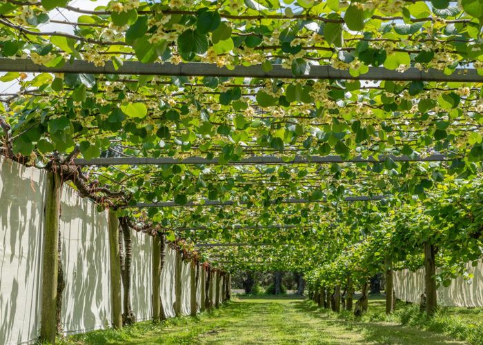  at 12 Sargent Drive, Whakamarama, Western Bay Of Plenty, Bay Of Plenty