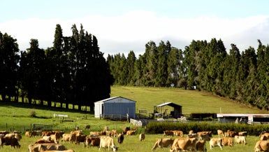  at 15 Palliser Downs Drive, Silverdale