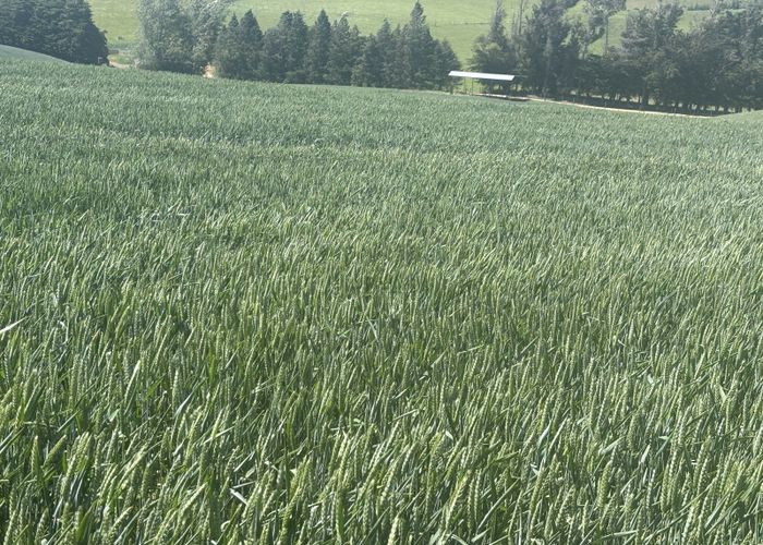  at Finlays Road, Windsor, Waitaki, Otago