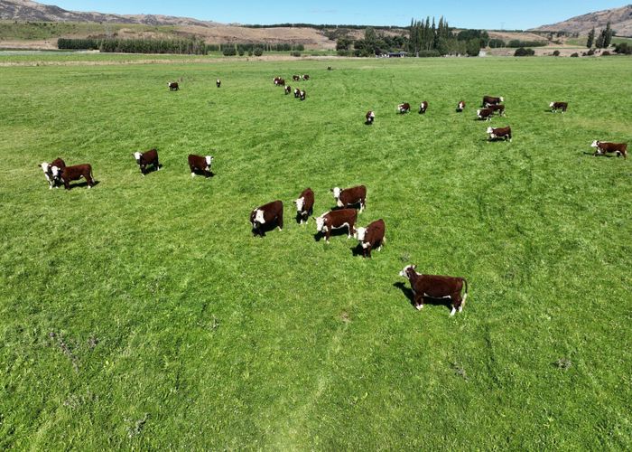  at 115 Gilmour Road, Roxburgh East, Roxburgh